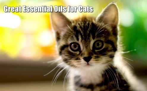 great essential oils for cats
